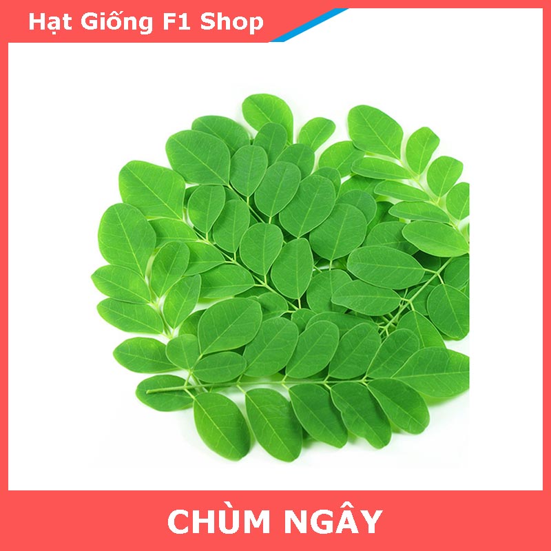 Hạt Giống Chùm Ngây Nhiều Nhánh (2 Gam)