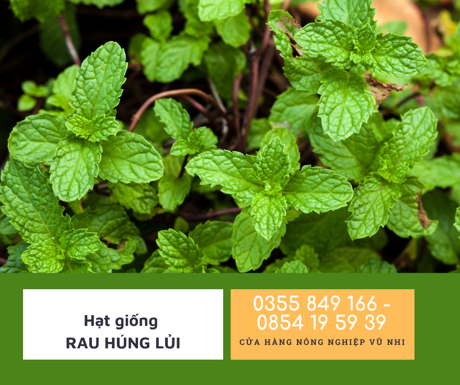 Hạt giống rau húng lủi ( rau thơm)