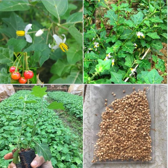 Hạt giống cây cà gai leo hoa trắng ( CÂY DƯỢC LIỆU ) - gói 50 hạt