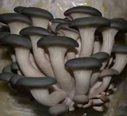 phôi sò thái kiện 5 bì