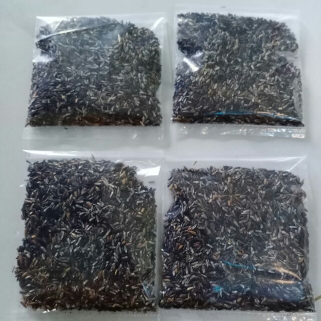 Hạt giống cây đuôi chuột (mạch lạc) - Gói 100 hạt