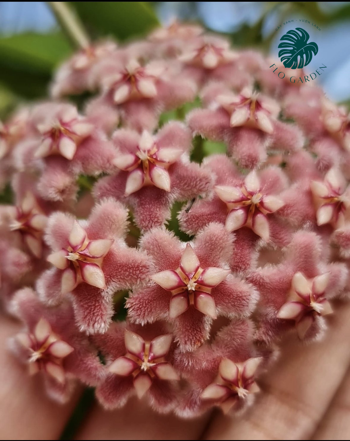 Cẩm cù Hoya Pubicalyx Pink Silver Ghost Lá Bạc