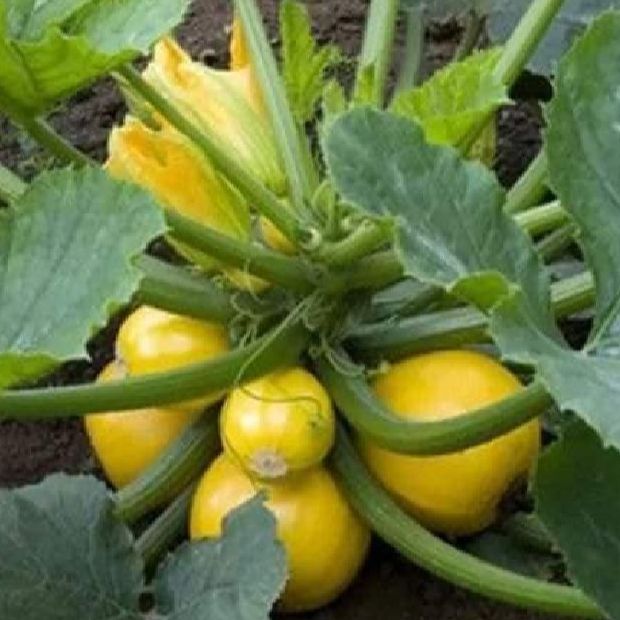 Hạt giống bí ngòi tròn vàng -10 hạt