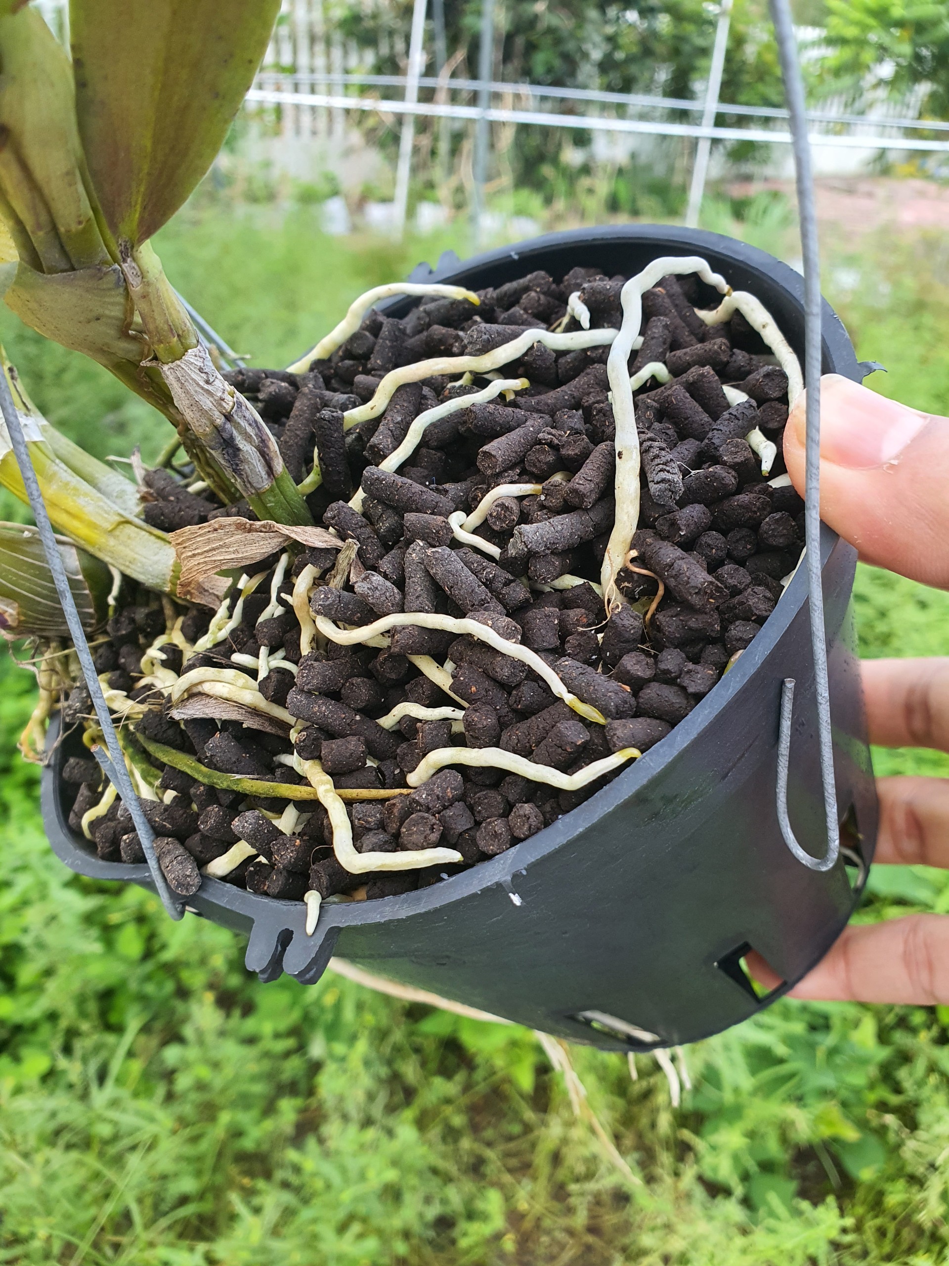 Phân trùn quế viên nén 1kg