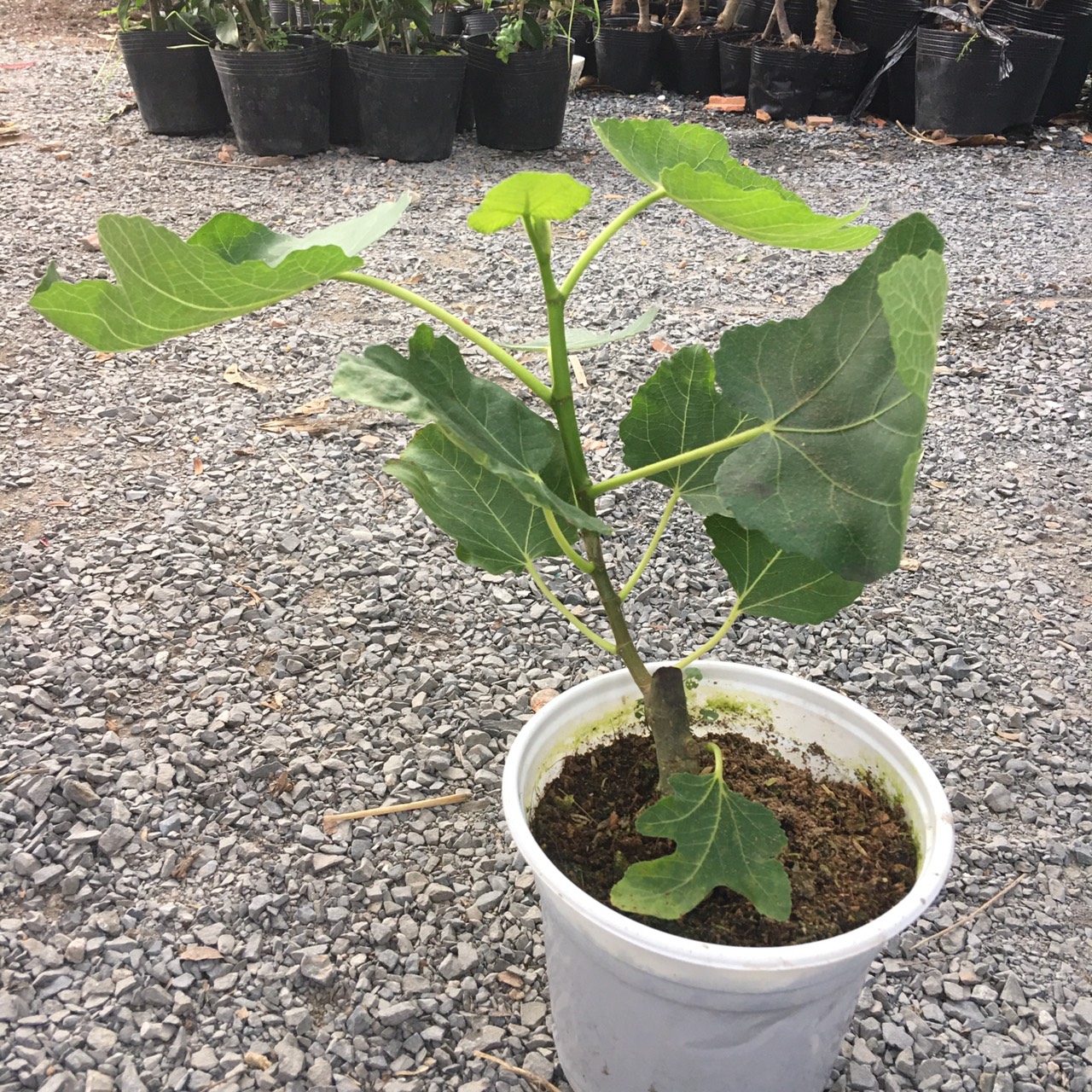 Cây giống sung Mỹ Black Genoa Fig Tree - quả có màu xanh đậm và tím đỏ khi chín ruột đỏ hồng nặng từ 70 - 80gram/ quả
