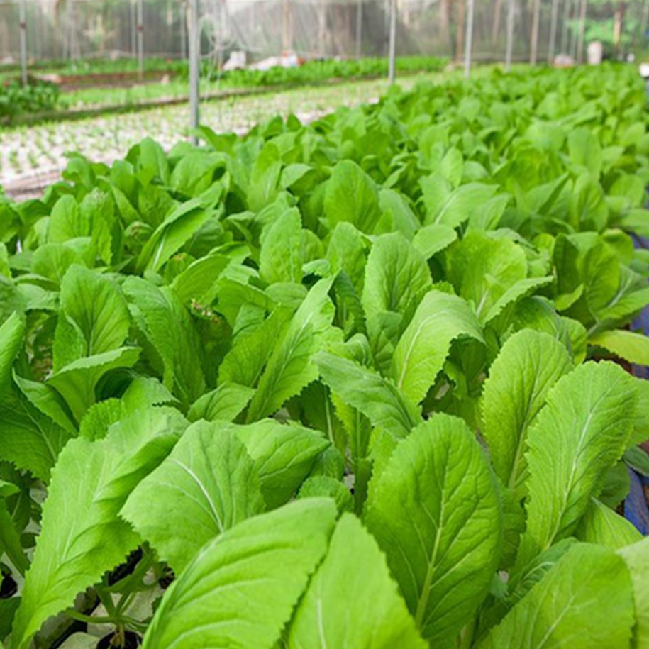 "gói 20gram"hạt giống rau cải mơ lùn