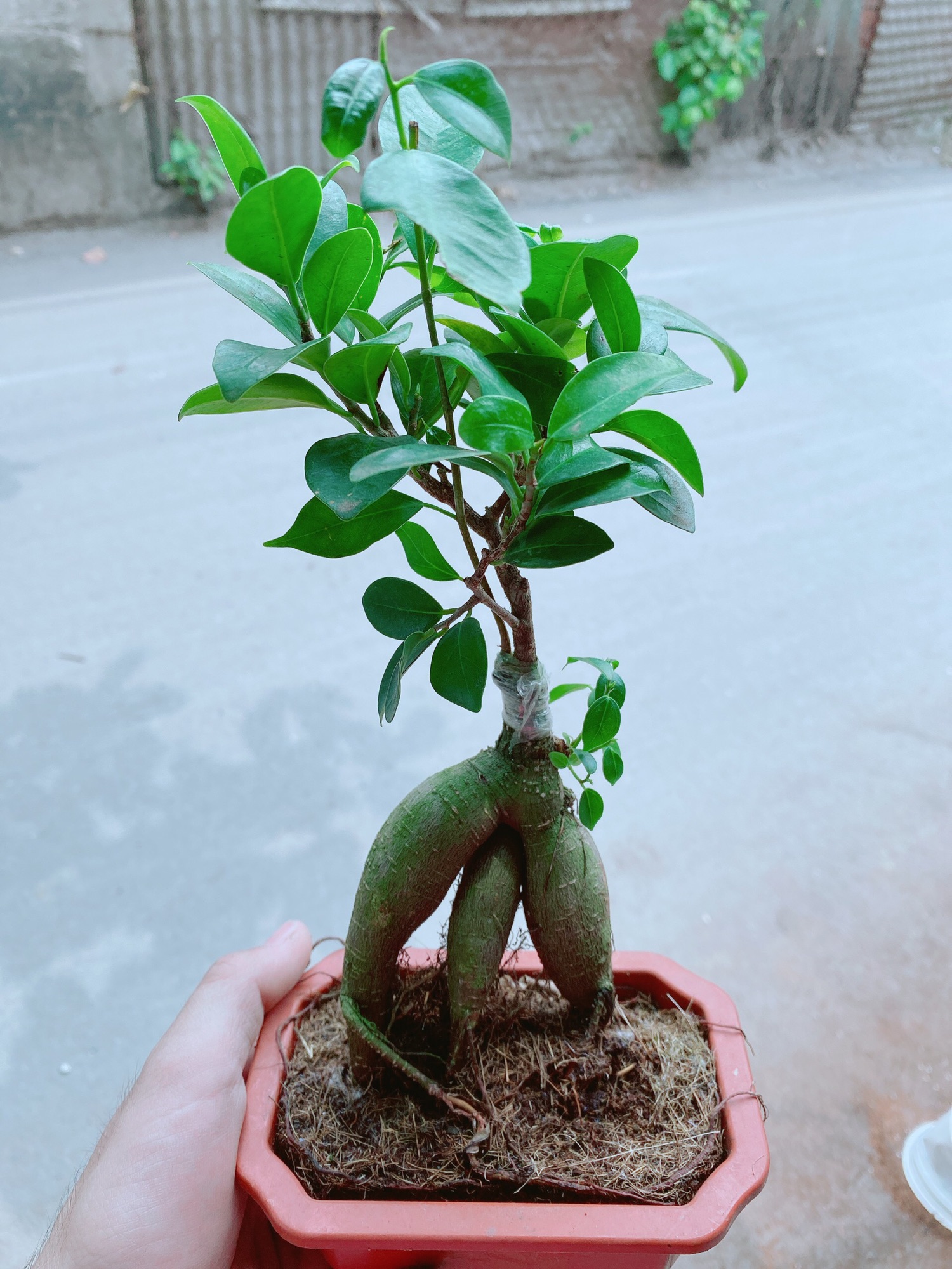 [HCM]Chậu cây si bonsai