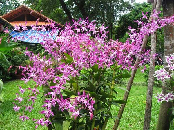CÂY Lan denro hoa siêu đẹp giá siêu rẻ