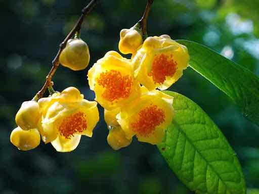 Trà hoa vàng Ba Chẽ (combo 3 cây giống) tặng 2 cây chè xanh