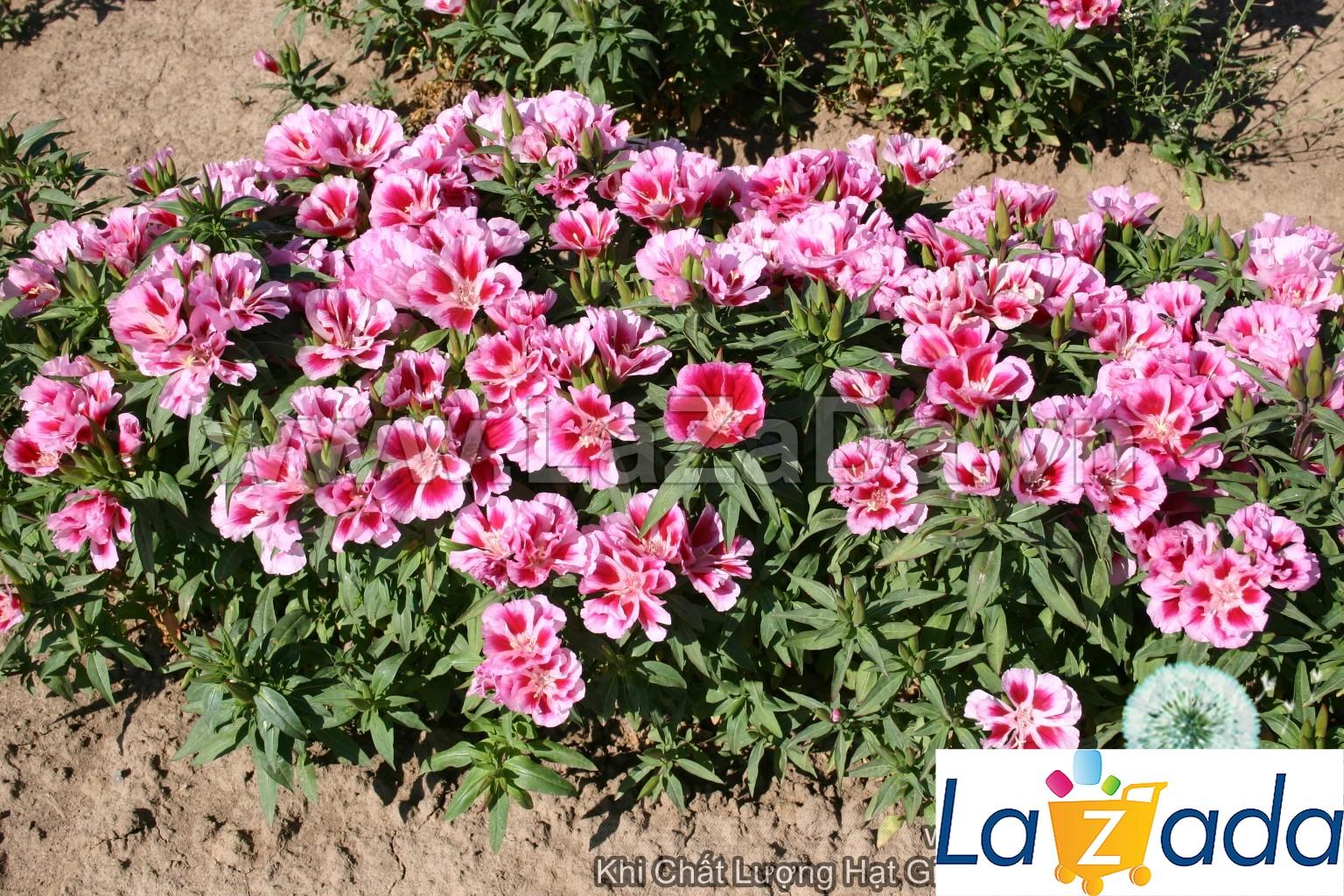 50h Hạt Giống Hoa Hồng Xuân (C2.301| -KD: B6*V24*M239)