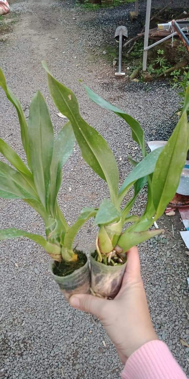 Hoàng hậu xanh cây giống