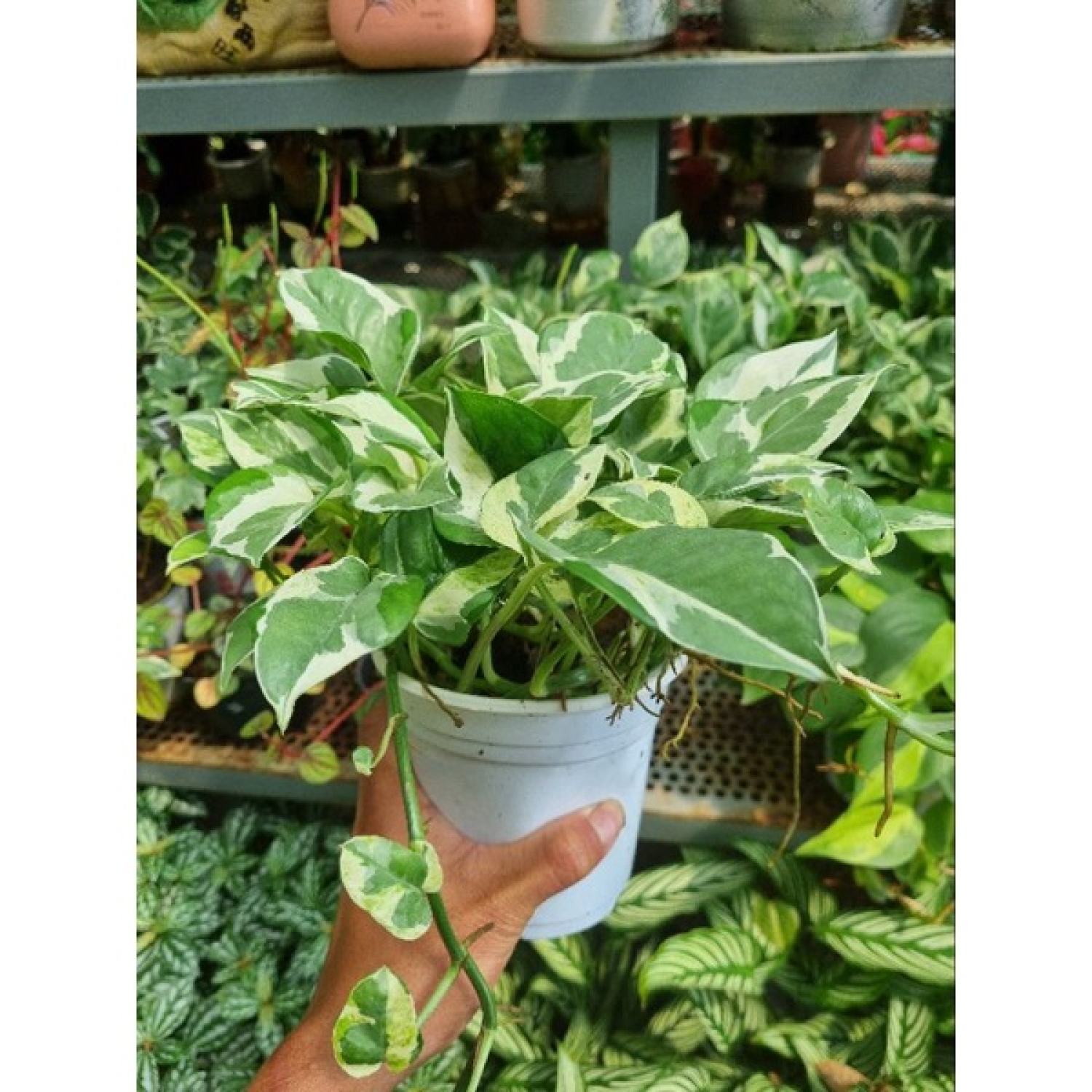Cây trầu bà sữa