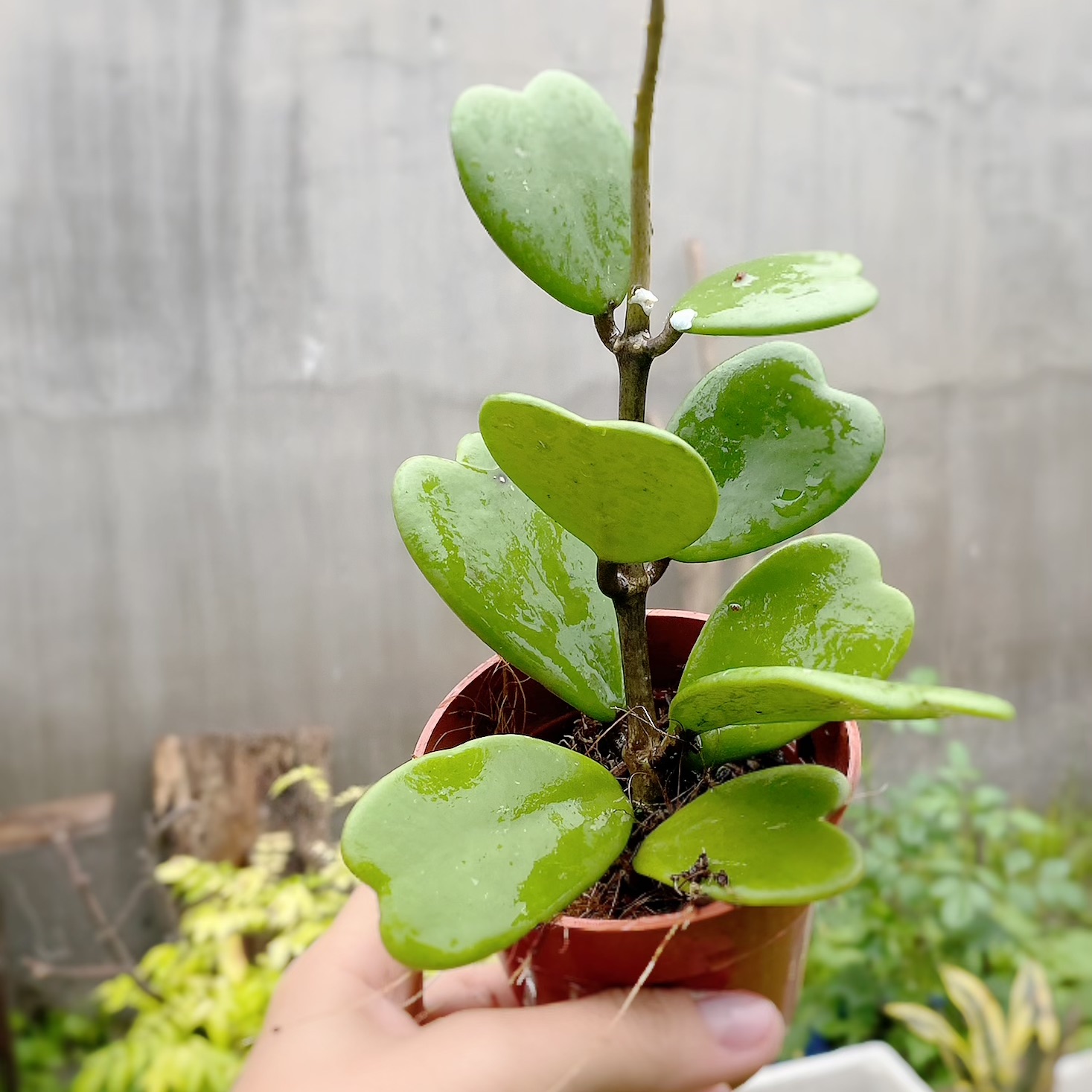 Cẩm cù lá tim xanh- Kerii ( giao gốc không bao gồm chậu )