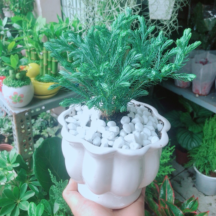 Chậu Cây Tuyết Tùng