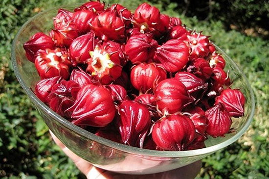 Trà hoa dâm bụt ( hibiscus, atiso đỏ) khô 100g