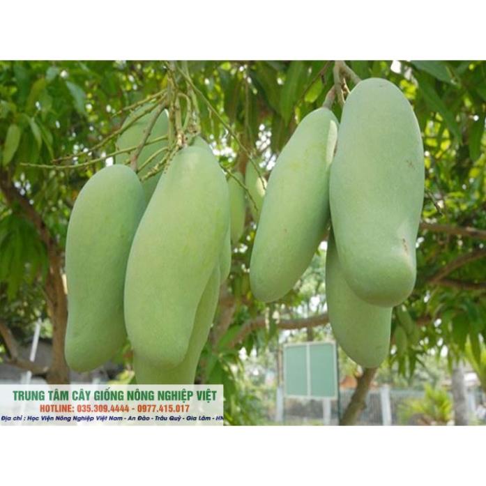 Cây Xoài Thái Lan Siêu Sớm Hạt Lép