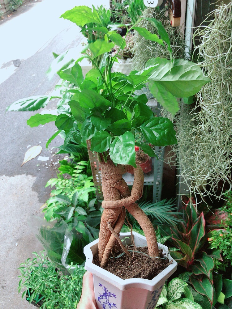 Chậu Cây Hạnh Phúc Bonsai