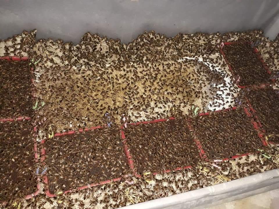 [HCM]Khay trứng dế