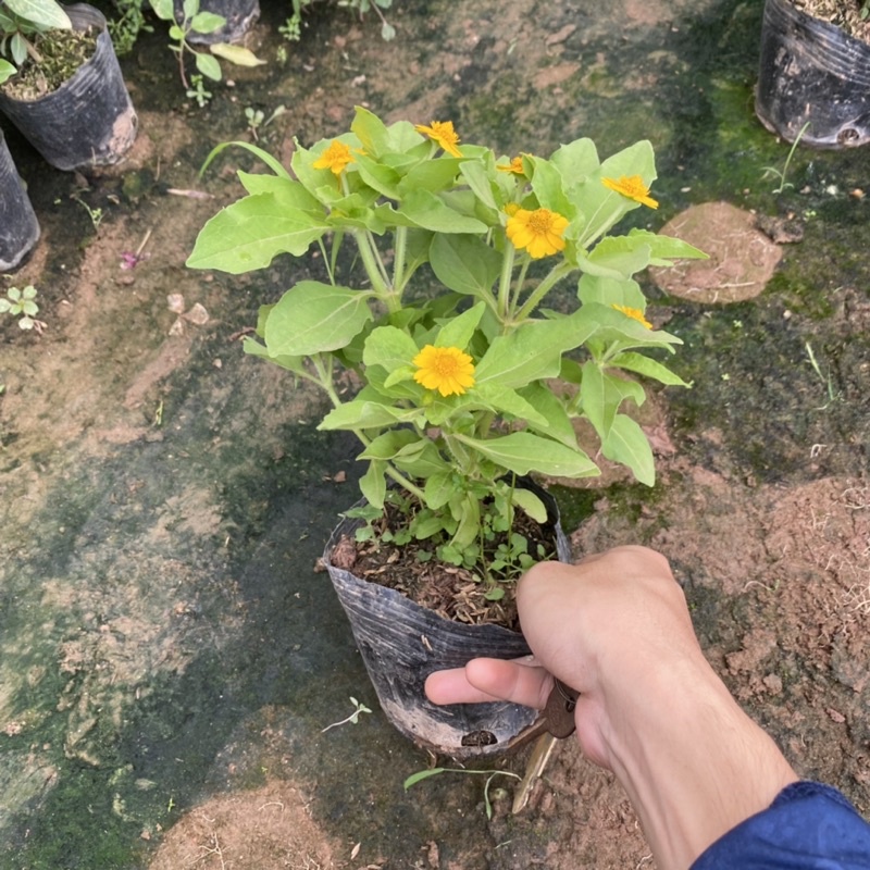 Cúc mặt trời trồng bịch đen đã có nụ và hoa ( như ảnh)