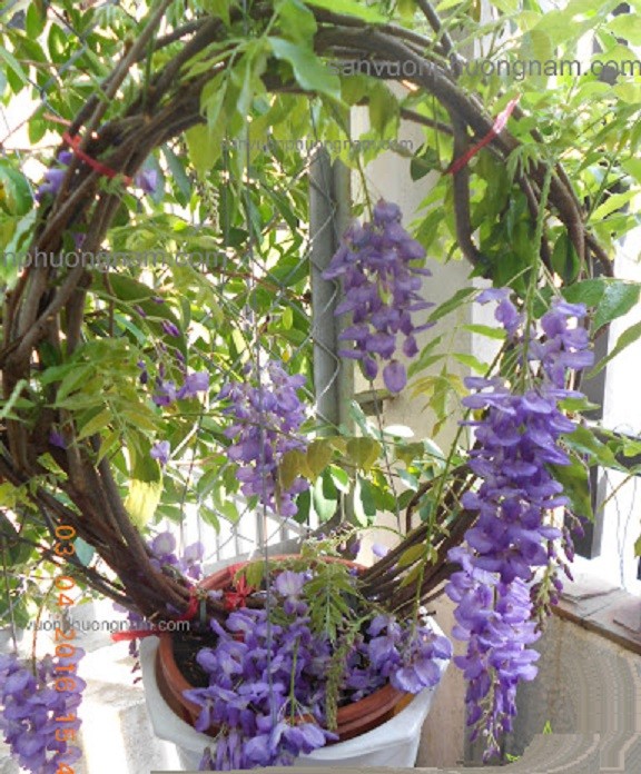 Cây hoa Tử đằng Nhật Bảo tím leo, NGUYÊN CUỘN VÒNG HOA SIÊU ĐẸP