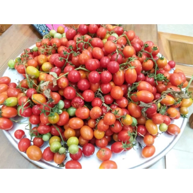 MJ137 Hạt Giống Cà Chua Bi Chùm Đỏ Chuỗi Ngọc F1 20 HẠT Dễ Trồng Ăn Cực Ngon