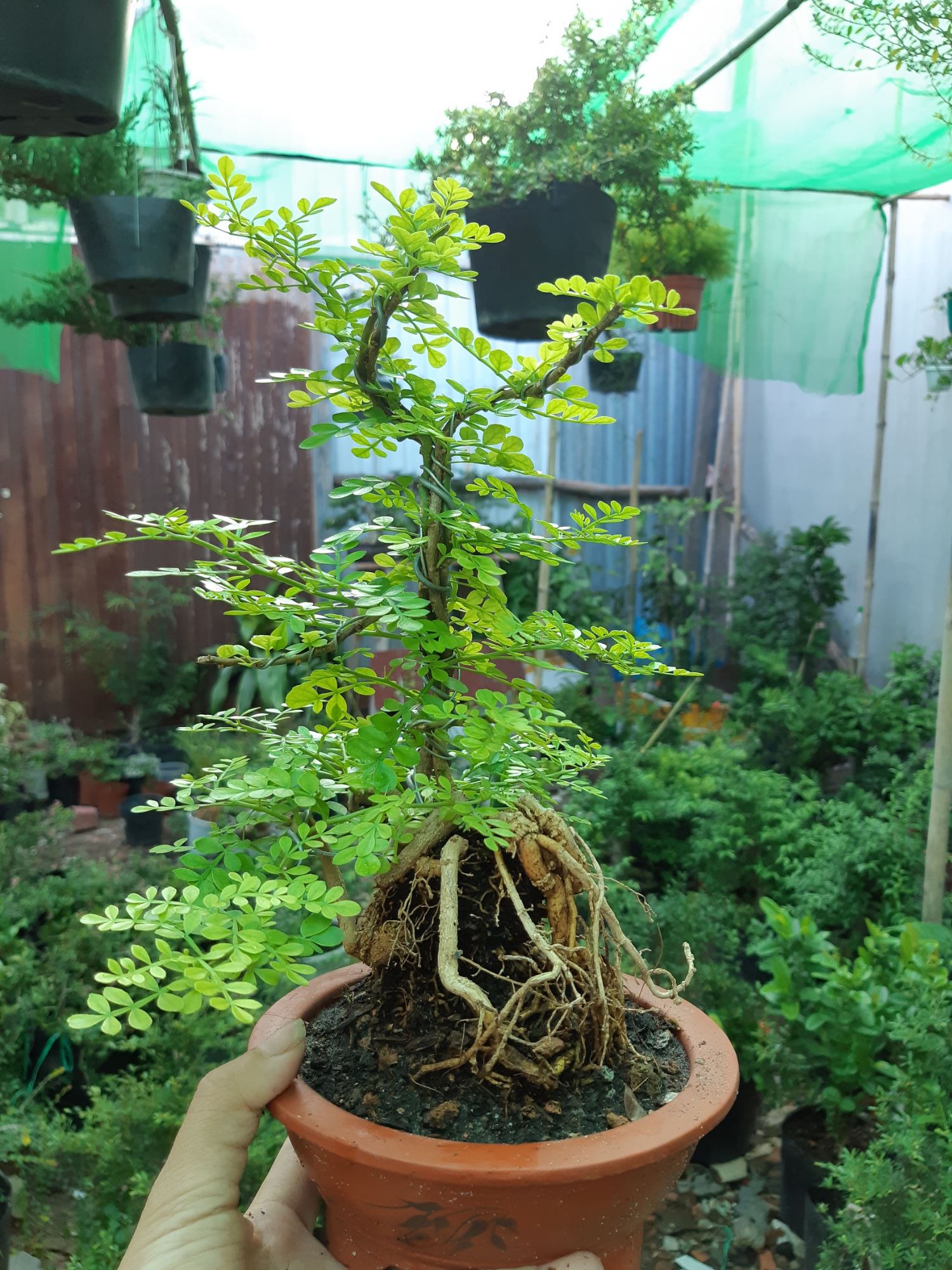 cần thăng bonsai TẶNG CHẬU