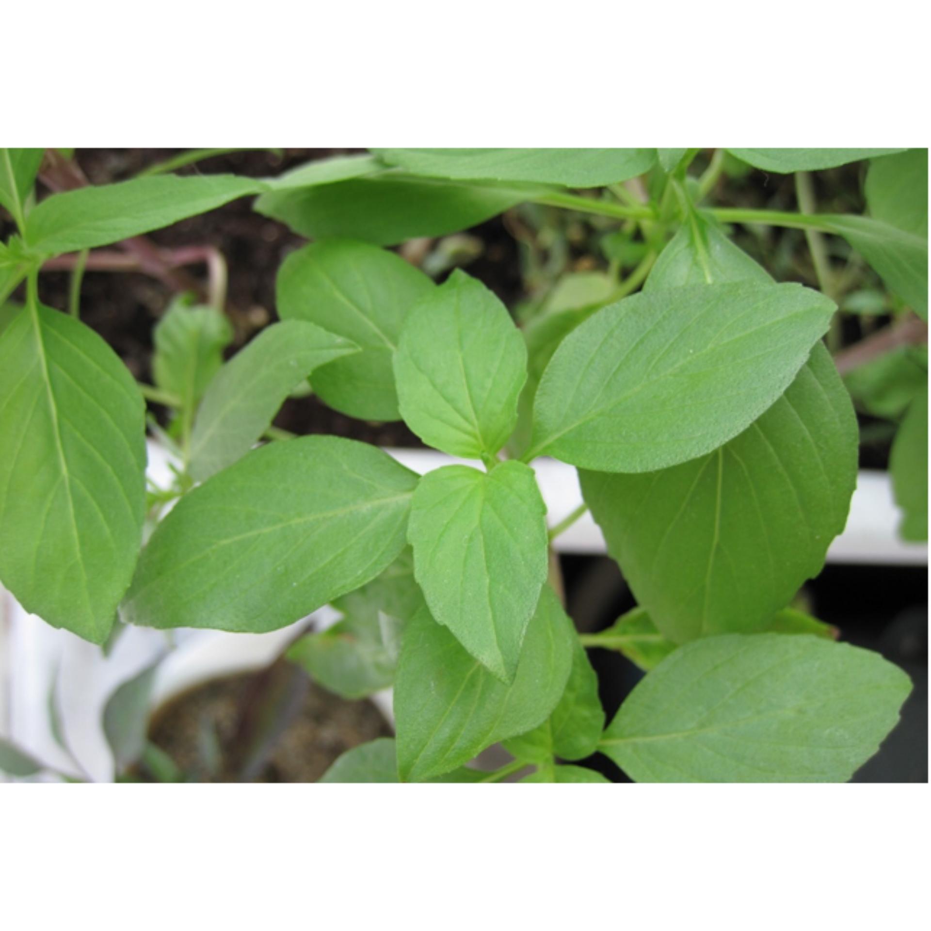 3gr Hạt giống Rau é trắng (tặng Kích nẩy mầm, Hướng dẫn ươm)