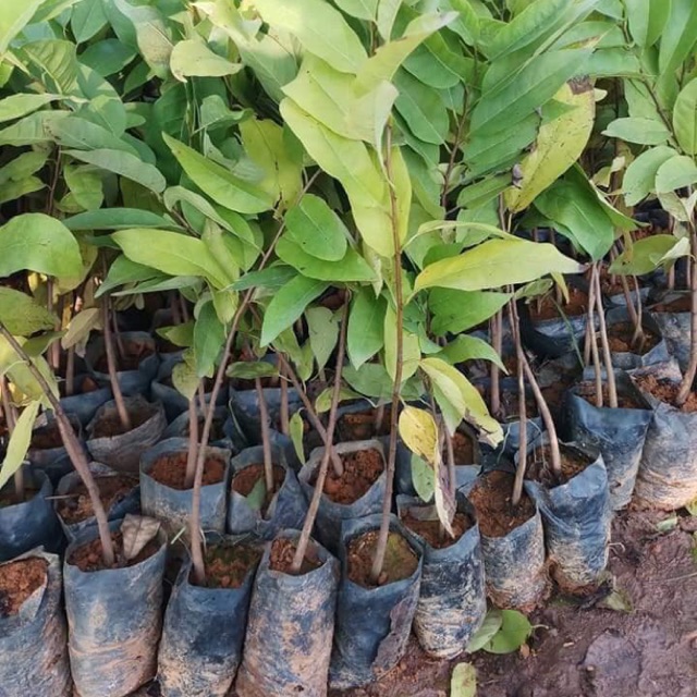 Cây giống na dai nhanh cho quả