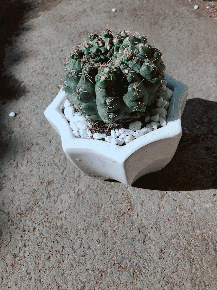 Chậu Xương Rồng Thần Long
