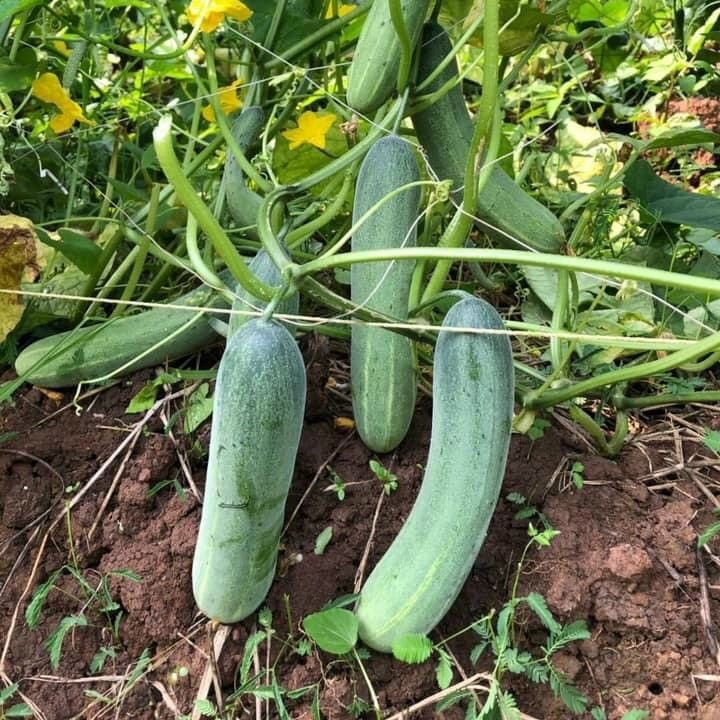 [HCM]Hạt Giống dưa leo lai F1