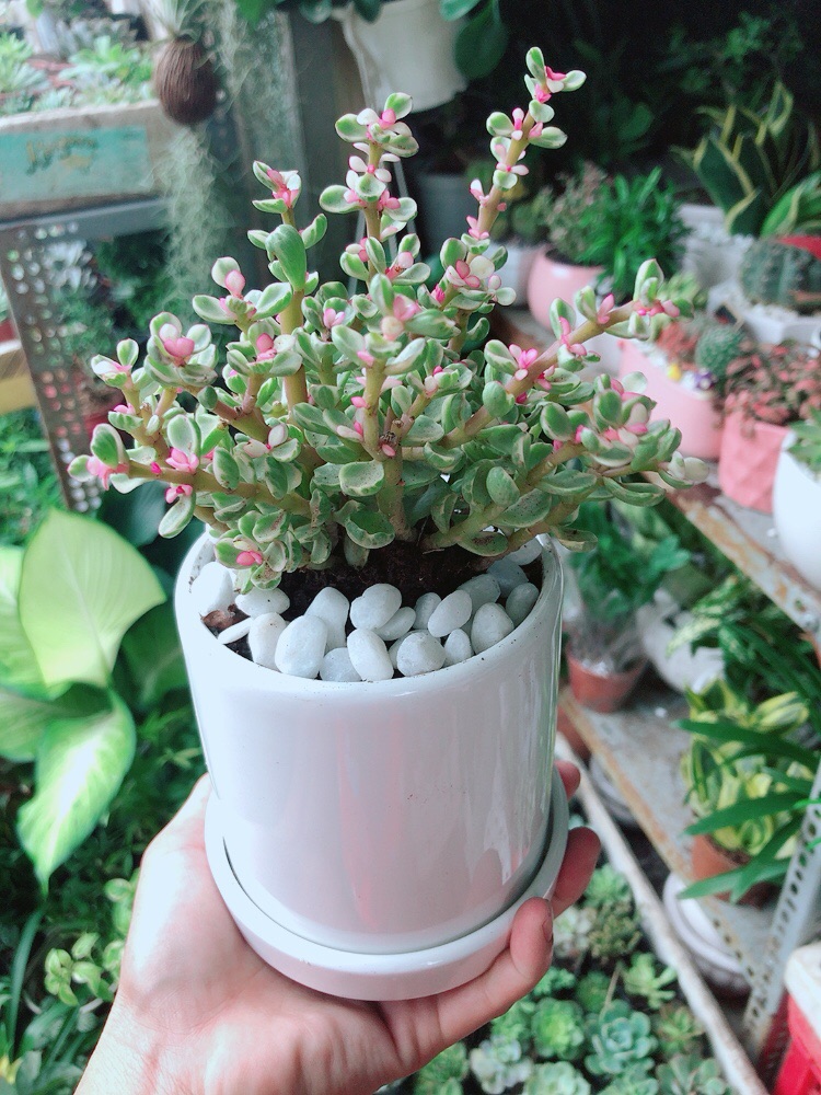 Chậu Sen Đá Nở Hoa
