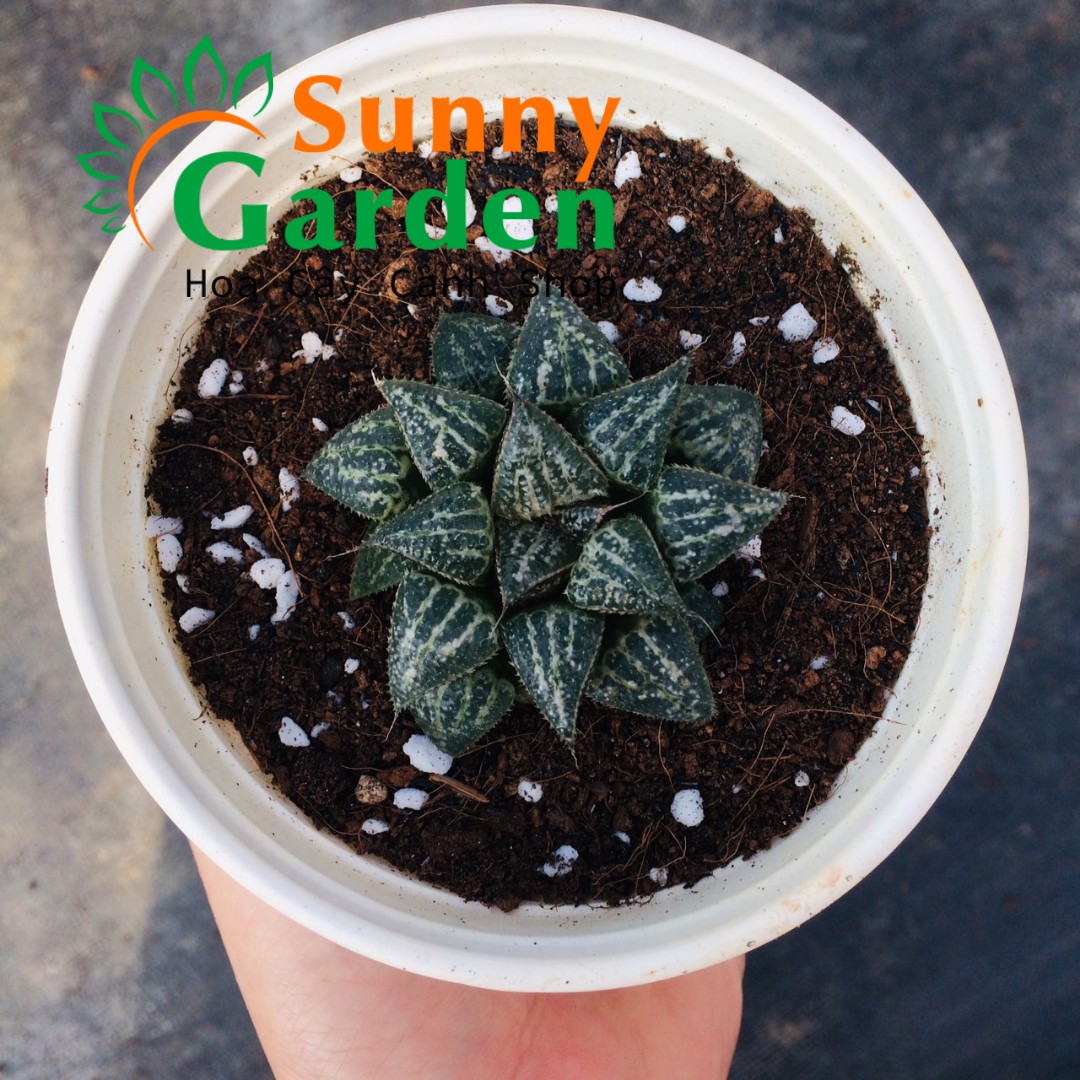 Sen Đá Haworthia YuKi