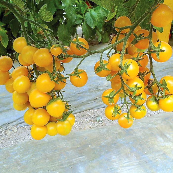 Hạt giống cà chua bi vàng f1 - gói 30 hạt