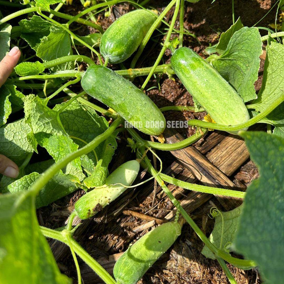 [Seeds] Hạt giống dưa leo lai f1 RD9339, đóng gói 1gr (khoảng 40 hạt)