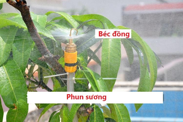 COMBO 10 BEC PHUN SƯƠNG ĐỒNG