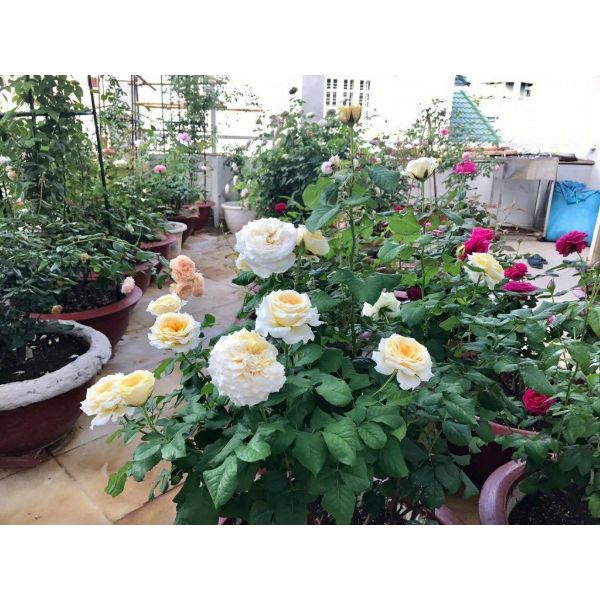Combo Sỉ 03 Gốc Hoa Hồng Nhung