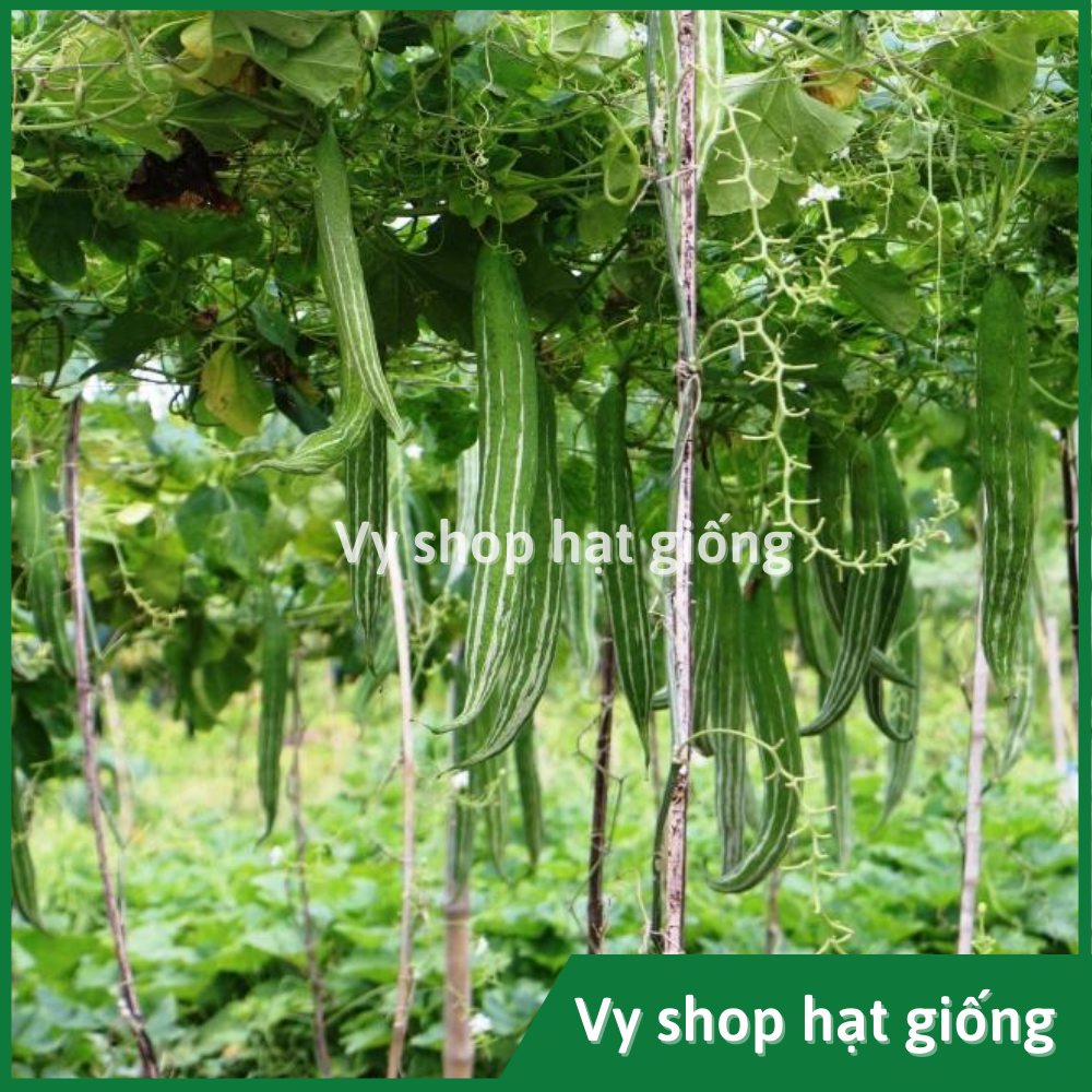 Hạt giống lặc lè (lặc lày, mướp mèo, mướp ngọt...) gói 5 hạt nhập Thái Lan