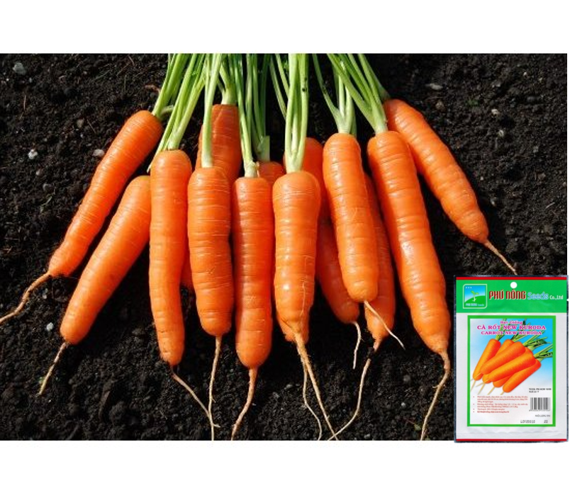 Hạt Giống Cà Rốt New Kuroda Phú Nông - Giống tốt, không mầm bệnh, sinh trưởng mạnh, dễ trồng VTNN Nông Điền Trang