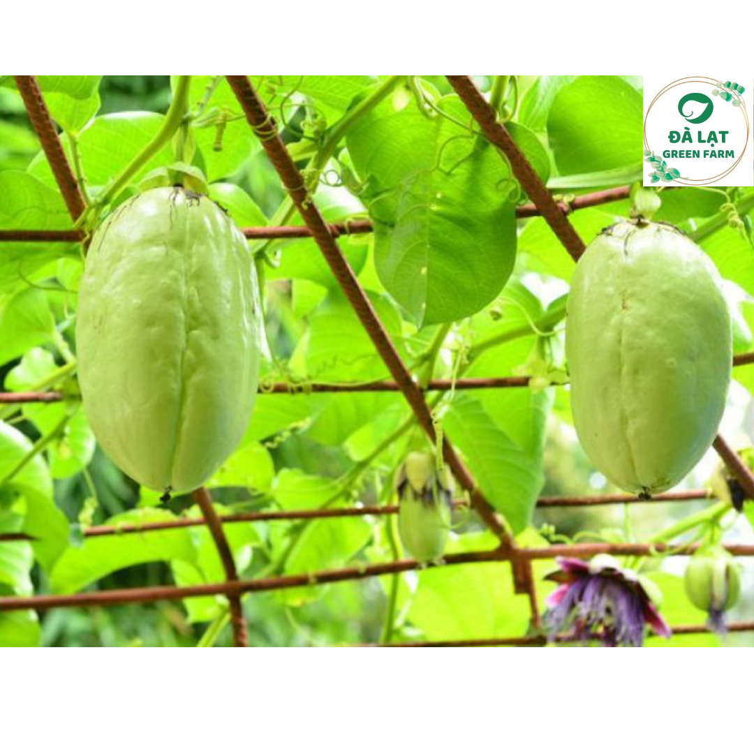 🥒5H_HẠT GIỐNG DƯA GANG TÂY🥒
