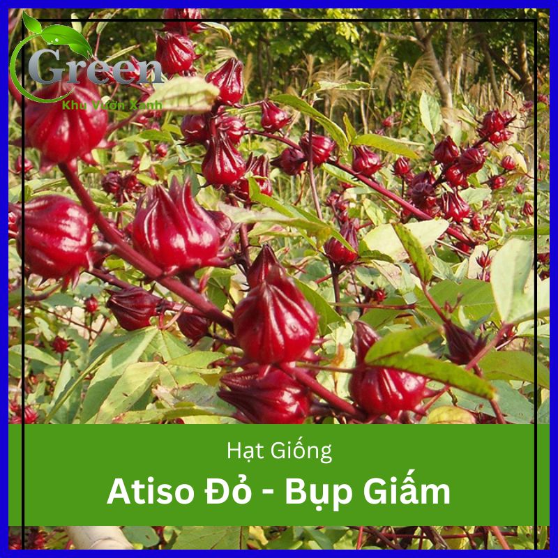 Hạt Giống Cây Atiso Đỏ Bụp Giấm (50H)