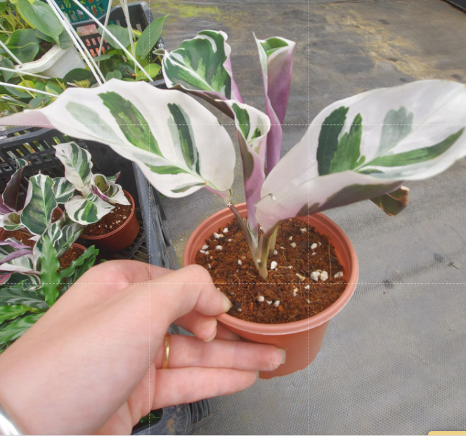 đuôi công cẩm thạch- calathea white fusion