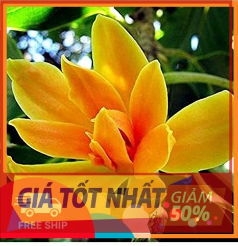 Chậu cây ngọc lan hoa vàng, sắp hoa, đã ra hoa, hoa cực thơm, bầu lớn cây cực đẹp