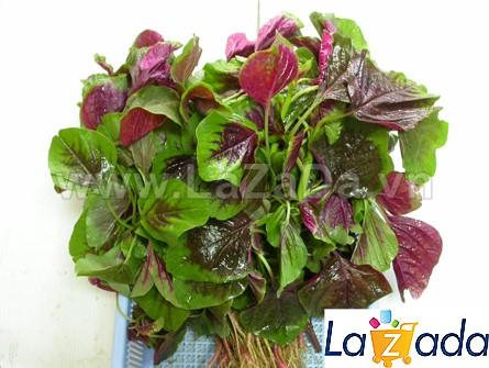 10Gr Hạt Giống Rau Dền Tiều (A3.401| W1*V44*M130)