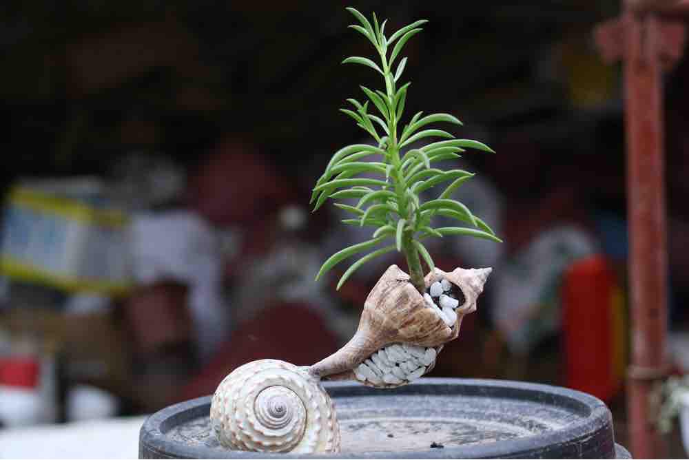 Vỏ ốc trồng cây