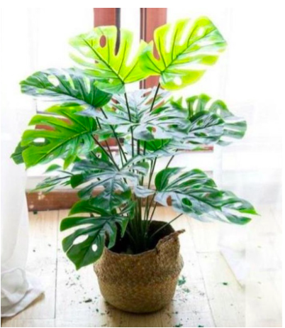 Cây trầu bà lá xẻ cao 1m