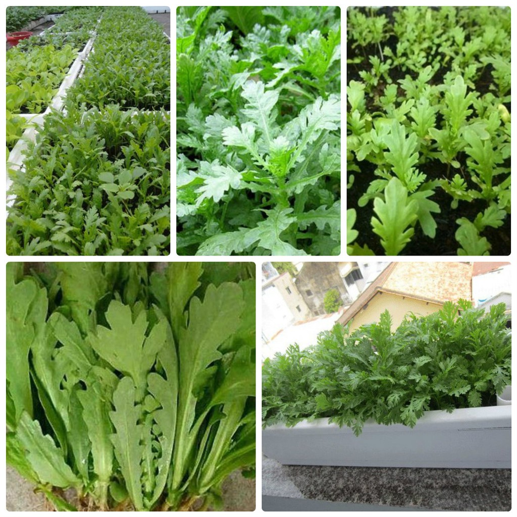 "gói 20gram "hạt giống rau tần ô - rau cúc