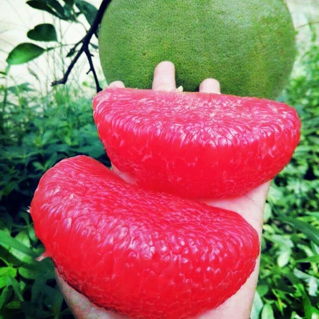 Cây bưởi Ruby thái lan Tubtimsiam