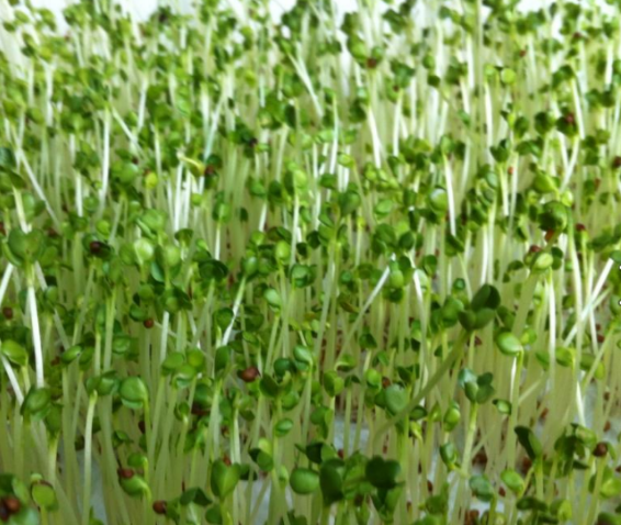 Hạt Giống Mầm Cải Xanh Đà Lạt - Gói 20gram