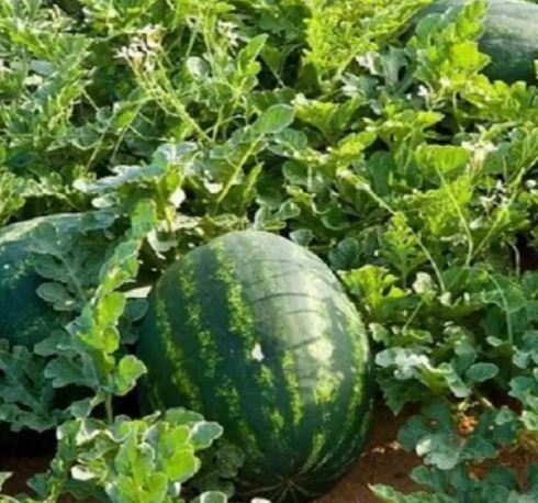 Gói 1GR hạt giống Dưa Hấu Thành Long F1 SV 533