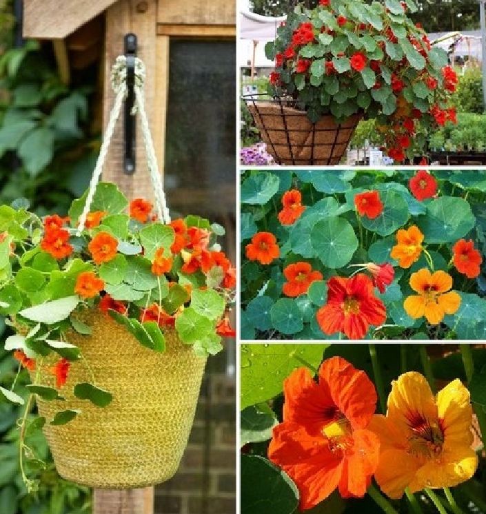 Hạt giống hoa Sen Cạn Nhiều Màu - ( 1 gói 15 hạt )